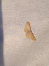 Idaea humiliata