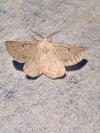 Dyscia conspersaria turturaria