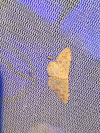 Scopula submutata roseonitens