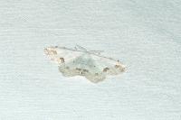 Scopula ornata