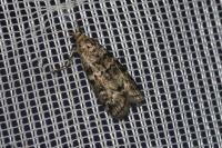 Dioryctria simplicella