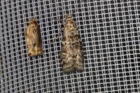 Dioryctria simplicella
