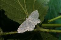 Asthena albulata