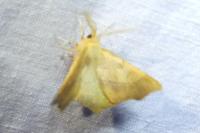 Ennomos quercinaria