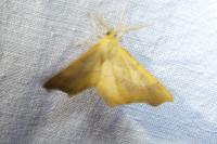 Ennomos quercinaria