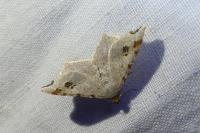 Macaria alternata