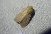 Mythimna pallens