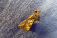 Plusia festucae
