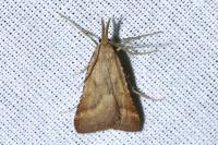 Synaphe punctalis