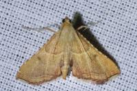 Endotricha flammealis