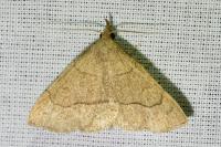 Paracolax tristalis