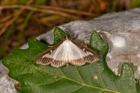 Cydalima perspectalis