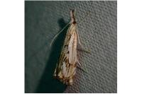 Catoptria falsella