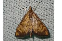 Ecpyrrhorrhoe rubiginalis