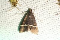 Pyrausta cingulata