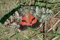 Catocala promissa