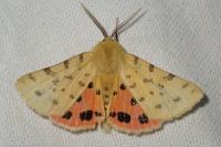 Diacrisia purpurata