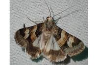 Drasteria cailino