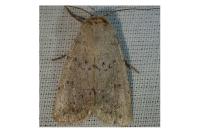 Hoplodrina respersa