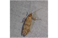 Homoeosoma sinuella