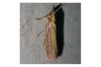 Oncocera semirubella