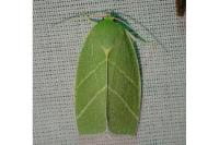 Bena bicolorana