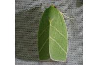 Bena bicolorana