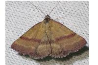Phytometra viridaria
