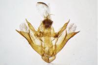 Scotopteryx luridata