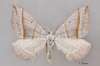 Scotopteryx luridata