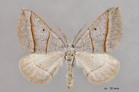Scotopteryx luridata