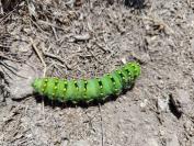 Saturnia pavonia