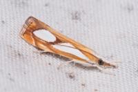 Catoptria pinella