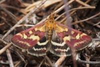 Pyrausta ostrinalis