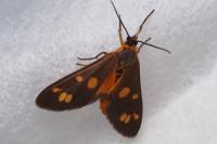 Dysauxes punctata