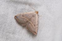 Eublemma polygramma