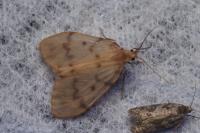 Nudaria mundana