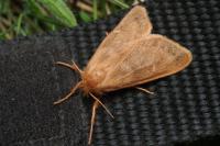 Ocneria rubea