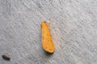 Setina irrorella