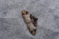 Catarhoe cuculata