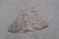 Dyscia conspersaria turturaria
