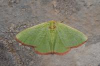 Eucrostes indigenata