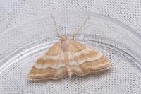 Idaea circuitaria