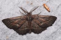 Nychiodes obscuraria