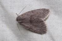Bryonycta pineti