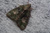 Cryphia algae