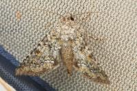Hecatera dysodea