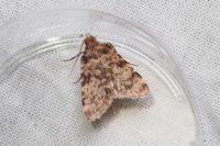 Aglossa pinguinalis