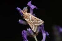 Stemmatophora borgialis