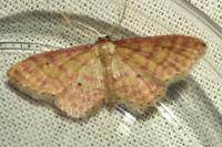 Idaea rhodogrammaria